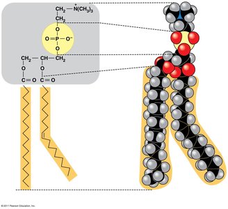 Phospholipid structure
