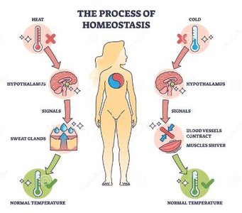 Thermoregulation process in homeostasis