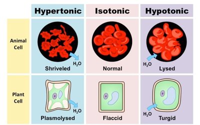 Osmosis effects on animal and plant cells