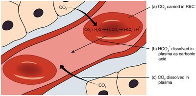 CO2 transport and conversion in blood
