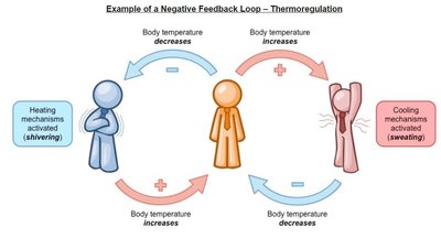 Negative feedback loop example: Thermoregulation