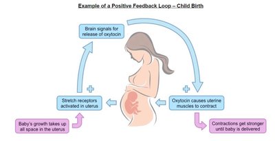 Positive feedback loop example: Childbirth