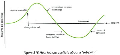 Oscillation around a set-point in homeostasis