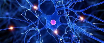 Central and Peripheral Nervous System