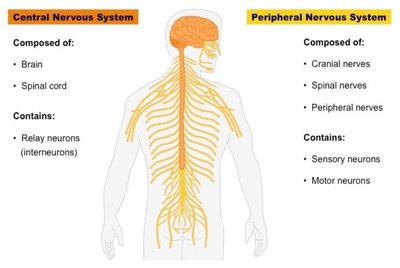 Nervous system organization