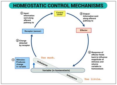 Homeostatic control mechanism feedback loop