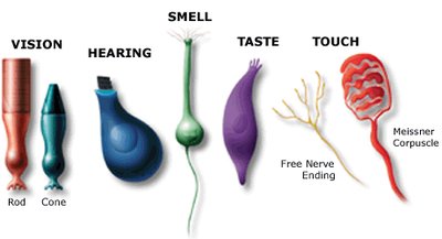 Types of sensory receptors