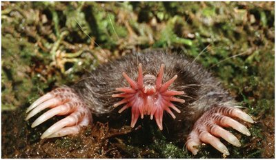 Star-nosed mole with specialized mechanoreceptors