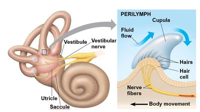 Diagram of the inner ear and semicircular canals
