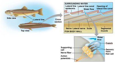 Diagram of the lateral line system in fish