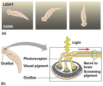 Diagram of planarian eyespots and light detection