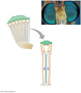 Diagram of compound eye structure