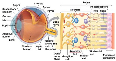 Diagram of the vertebrate eye and retina