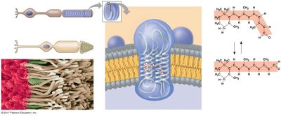 Diagram of retinal isomerization and rhodopsin