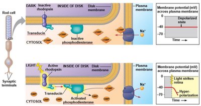 Diagram of phototransduction and neurotransmitter release in the retina