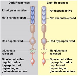 Diagram of color vision and cone types