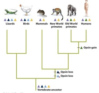 Diagram of taste bud structure and taste perceptions