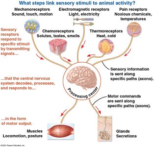 Diagram showing types of sensory receptors and their connection to the nervous system and motor output