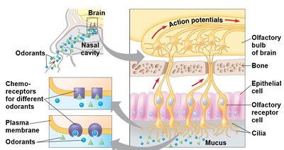 Diagram of skeletal muscle structure and sarcomere