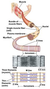 Diagram of the sliding-filament model of muscle contraction