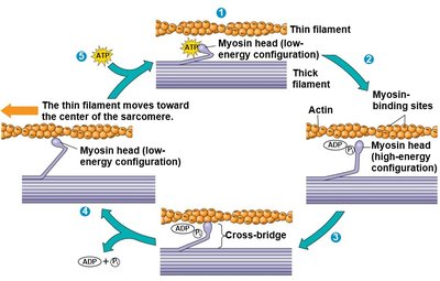Diagram of calcium's role in muscle contraction