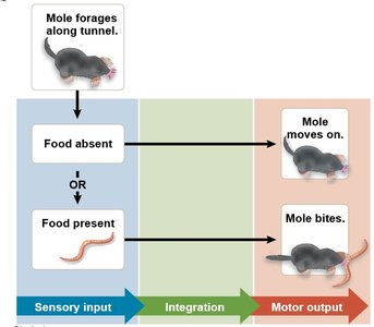 Diagram of sensory input, integration, and motor output in mole foraging