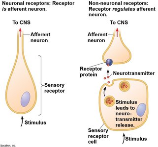 Diagram showing neuronal and non-neuronal sensory receptors