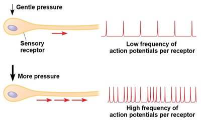 Diagram showing frequency of action potentials in response to pressure
