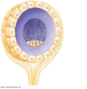 Diagram of a statocyst with statoliths