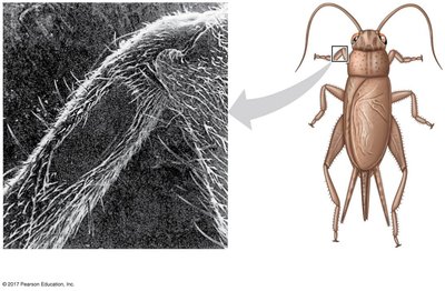 Diagram showing insect body hairs for sound detection