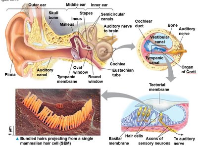 Diagram of the human ear and hair cells
