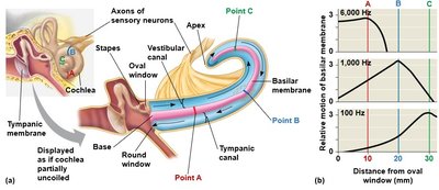 Diagram showing cochlear function and pitch discrimination