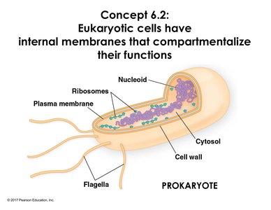 Diagram of a prokaryotic cell