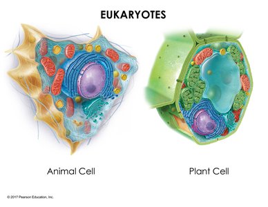 Animal and plant cell diagrams (eukaryotes)