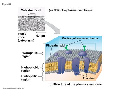TEM and diagram of plasma membrane structure