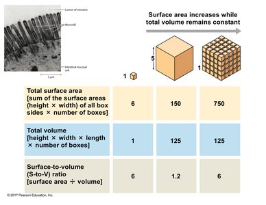 Surface area to volume ratio in cells