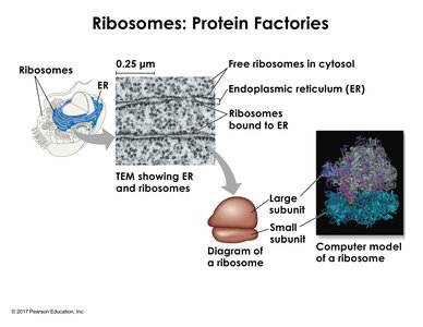 Ribosome structure and locations in the cell
