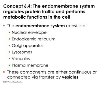 List of endomembrane system components