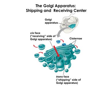 Diagram of Golgi apparatus structure and function