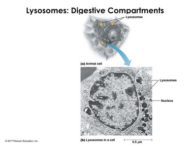 Lysosome structure and function in animal cells