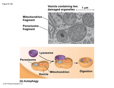 Autophagy: lysosome digesting damaged organelles
