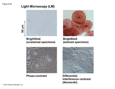 Examples of light microscopy: brightfield, stained, phase-contrast, DIC