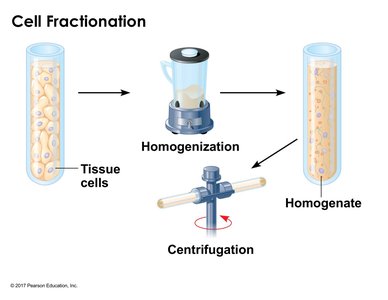 Diagram of cell fractionation process