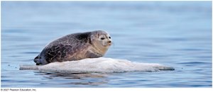 Seal resting on floating ice, illustrating ice's lower density