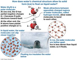 How water's structure allows ice to float on liquid water