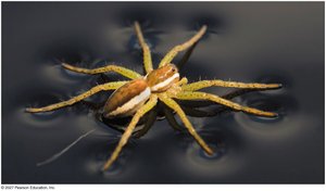 Water strider walking on water due to surface tension
