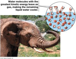 Evaporative cooling in an elephant