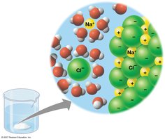 Table salt dissolving in water, showing hydration shells