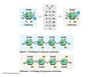 Alpha and beta glucose linkages in starch and cellulose