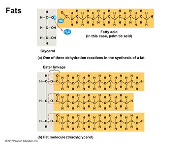 Formation of fats: ester linkage and triglyceride structure